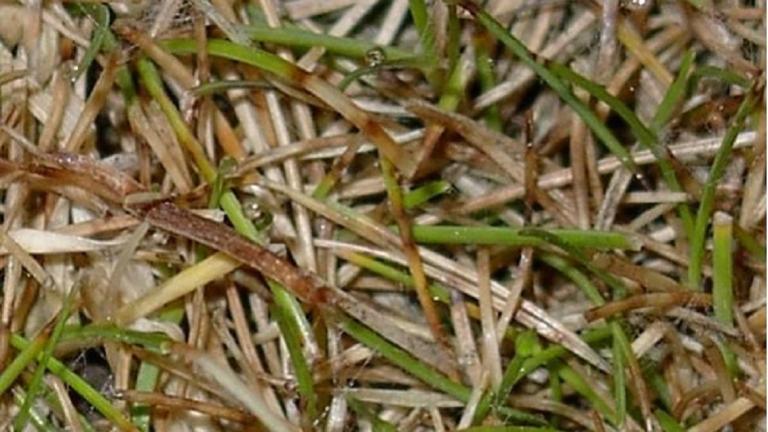 Dollar spot lesion early stage