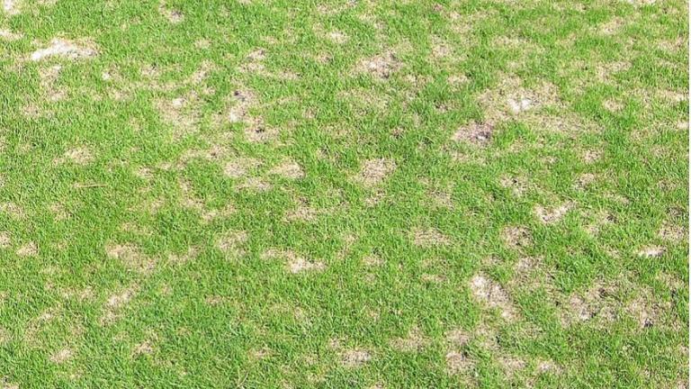 Dollar spot on fescue fairway