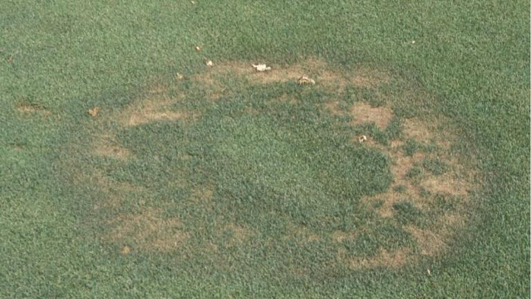 Type 1 Fairy Ring