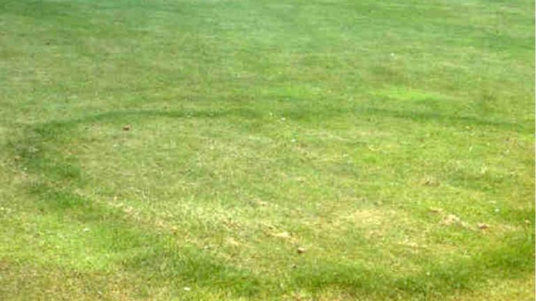 Type 2 Fairy Ring