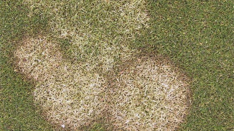 Fusarium Patch 