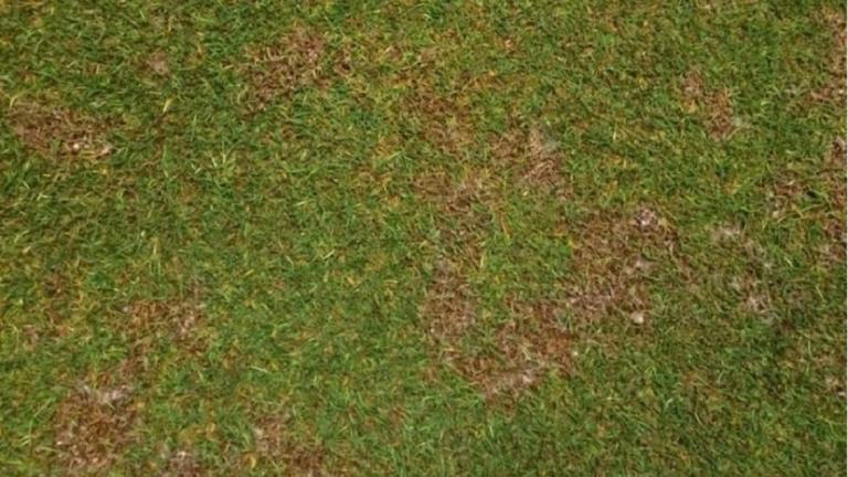 Fusarium Patch