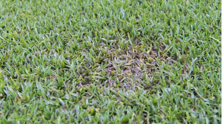 Fusarium microdochium on green collar