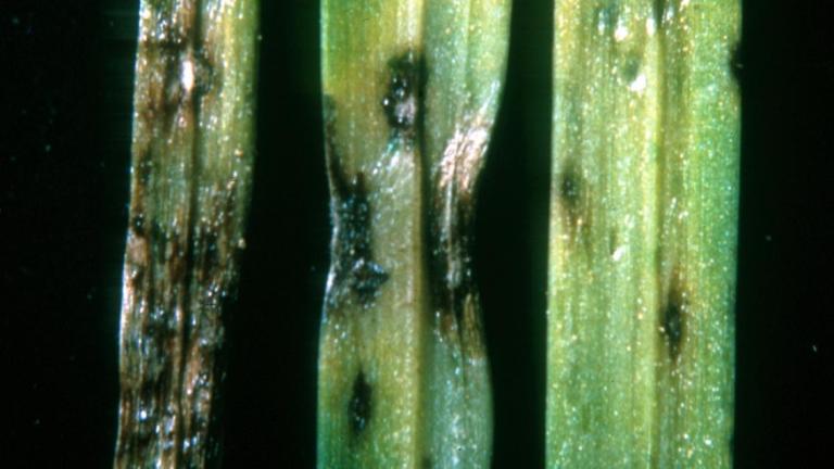 Grey leaf spot pyricularia grisea early symptoms
