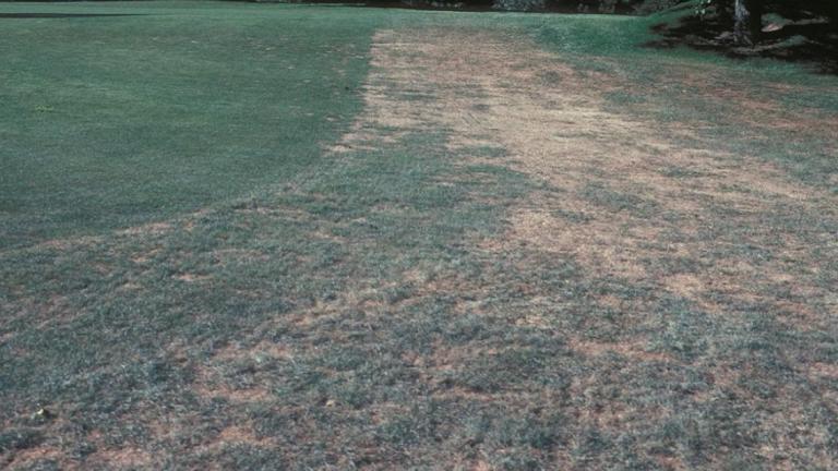 Grey leaf spot lesions pyricularia grisea