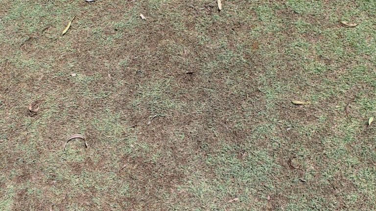 Leaf Spot