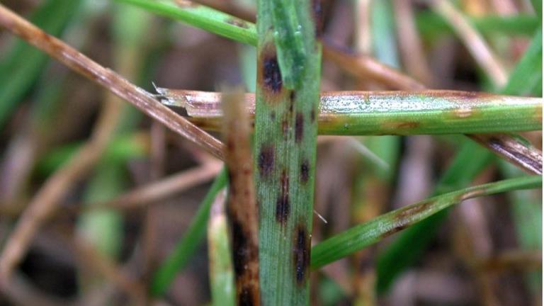 Leaf Spot