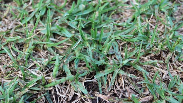 Leaf Spot