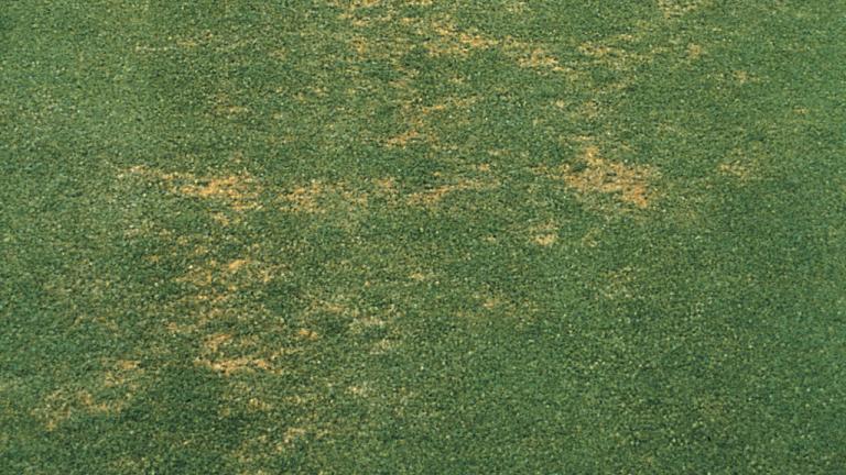 Pythium root rot