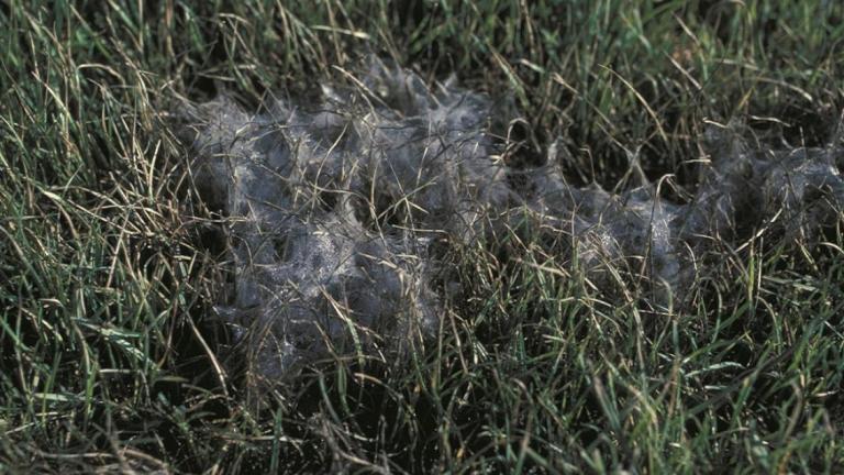 Pythium Blight