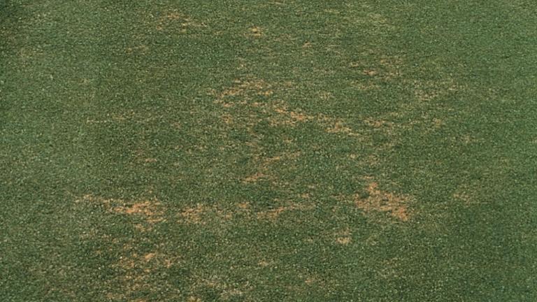 Pythium root rot