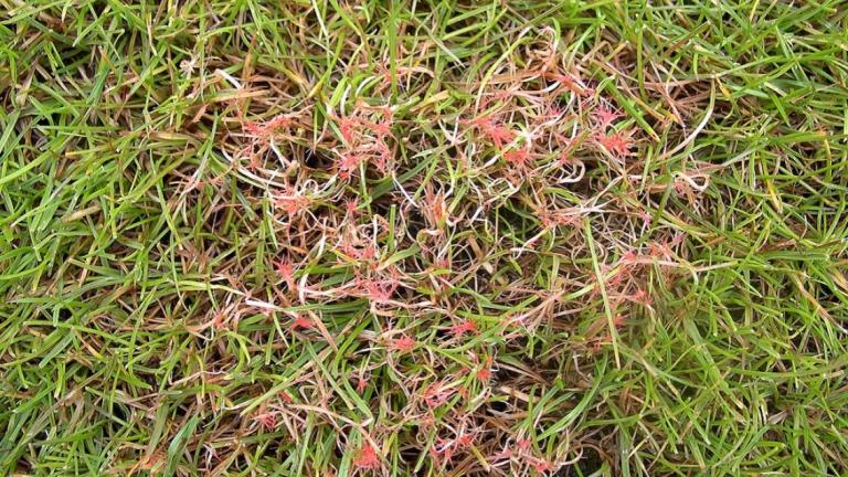 Red Thread