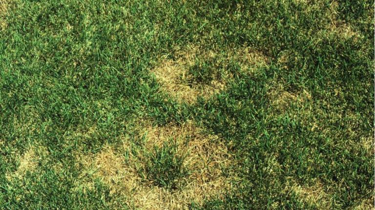 Summer patch