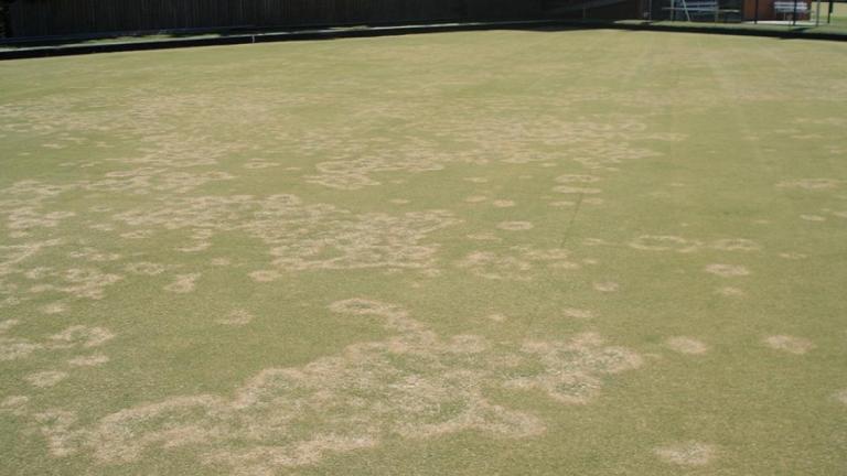 Take all - gaeumannomyces graminis var avenae on bowling green