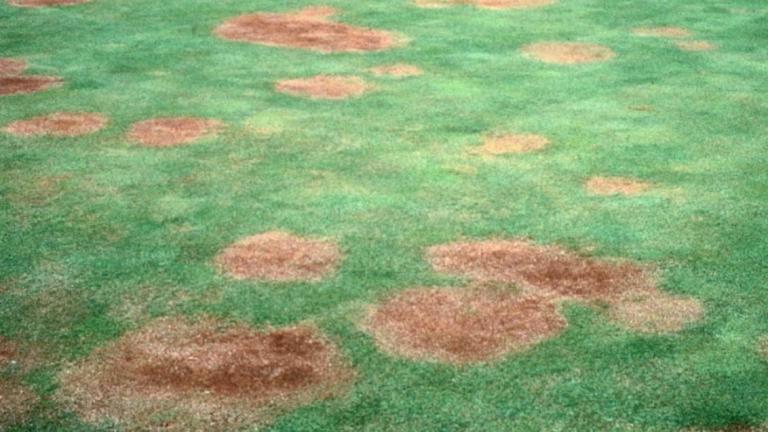 Take all patch - gaeumannomyces graminis varavenae on golf green