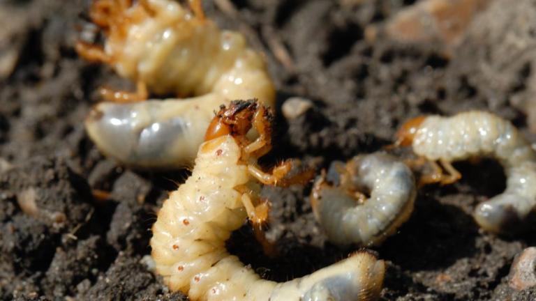 White grub family