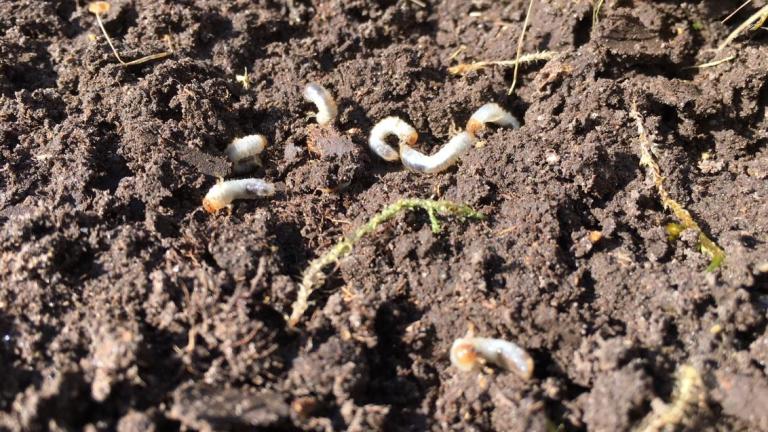 White grubs