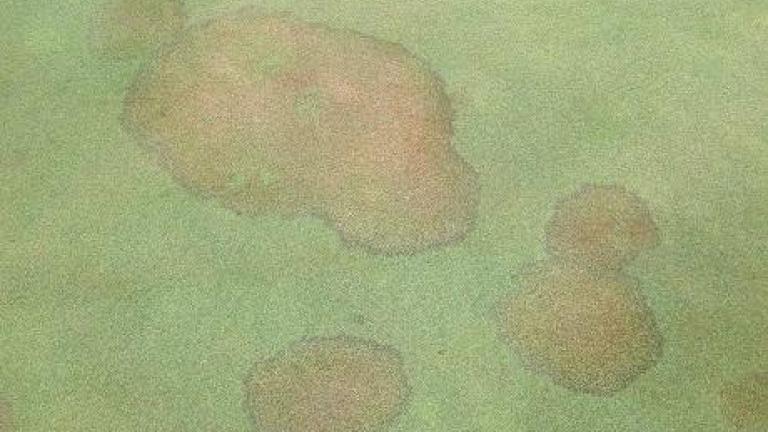 brown_patch_bentgrass