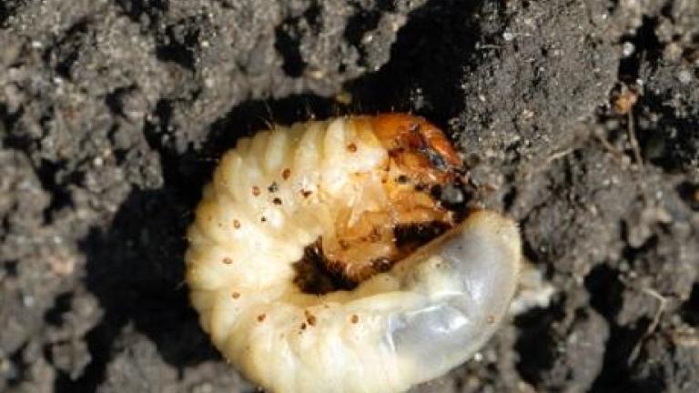 chafer_bug
