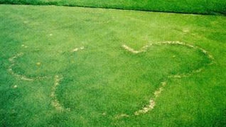 Type 2 Fairy Ring