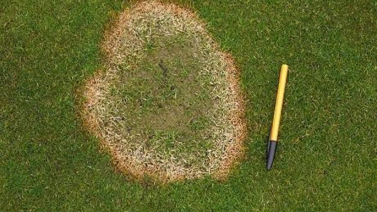 fusarium_patch