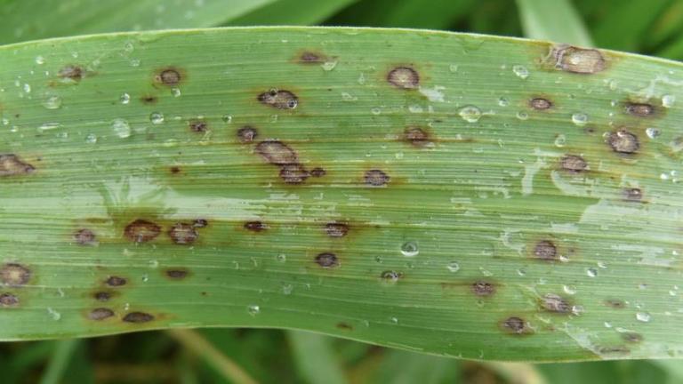 Turf Care in the UAE Treating Leaf Spot Curvularia