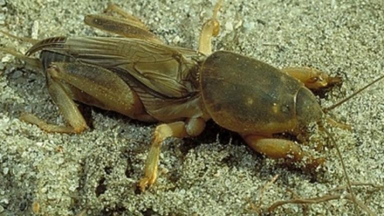 Mole Crickets burrow in soil instead of living above ground like other crickets