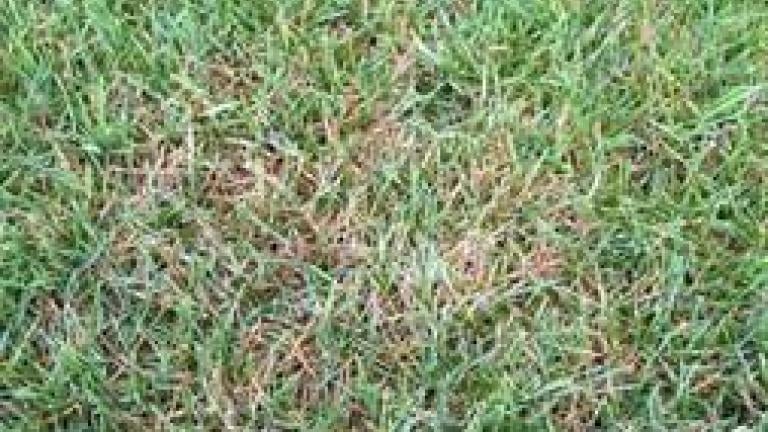 ryegrass