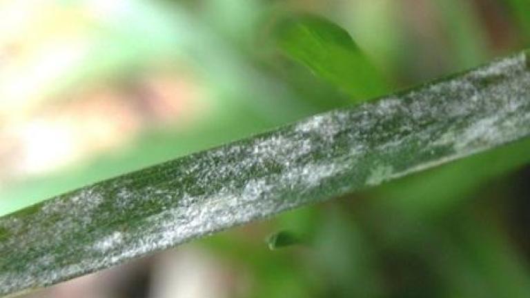 powdery_mildew