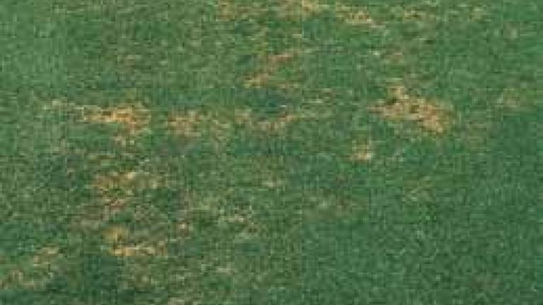 pythium_root_rot