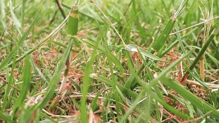 Turf Management - Frequently Asked Questions