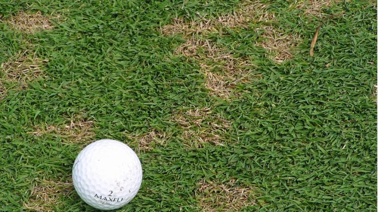 Dollar Spot 