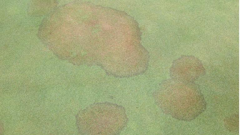 Brown Patch on Bentgrass