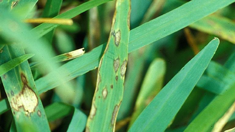 Grey Leaf Spot - Pyricularia oryzae