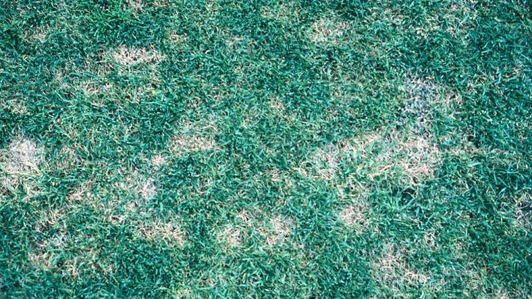 Grey Leaf Spot - Pyricularia oryzae early symptoms