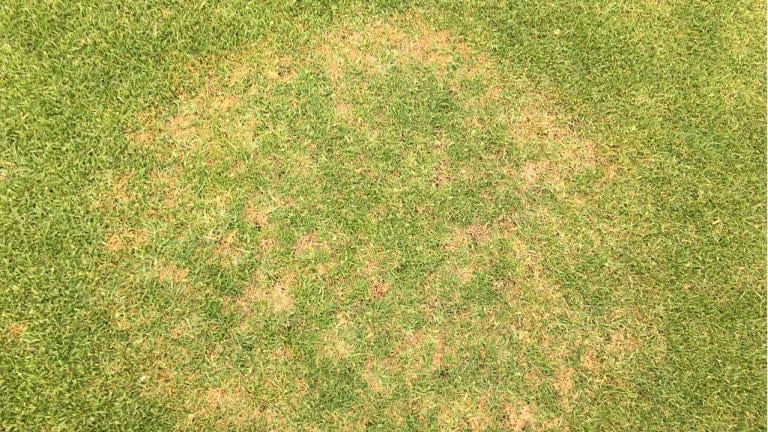 Large Patch