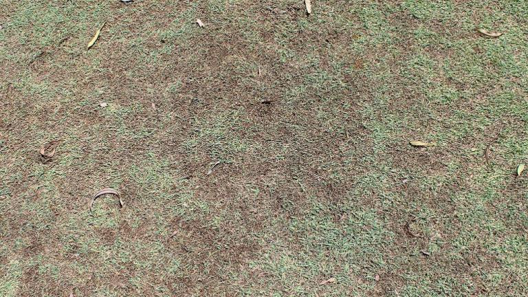 Leaf Spot