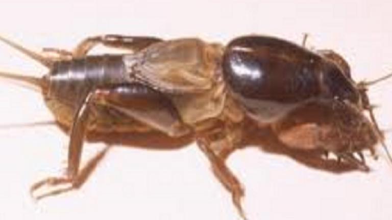 Mole Cricket