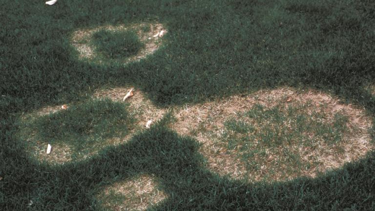Necrotic ring spot