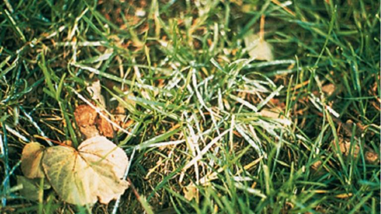 Powdery Mildew