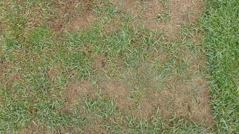 Pythium blight