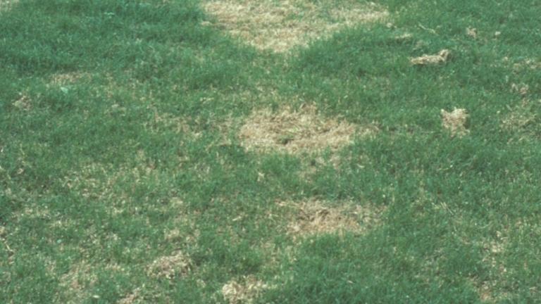 Spring dead spot - leptosphaeria korrae