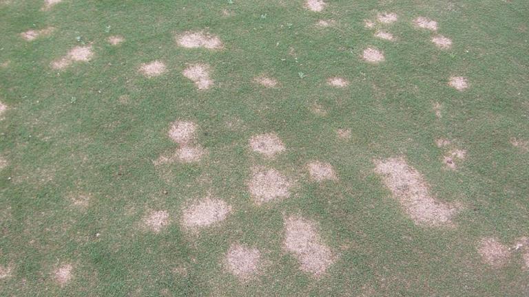 Spring dead spot on couch grass