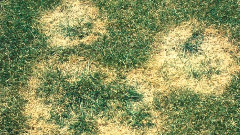 Summer patch