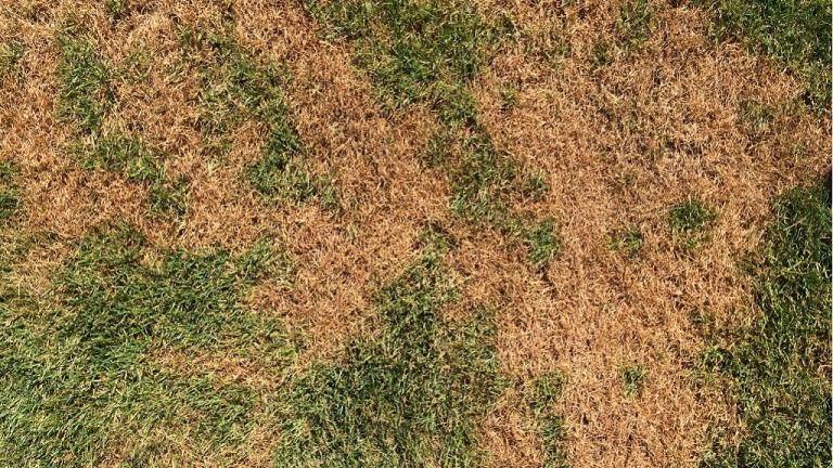 Summer patch