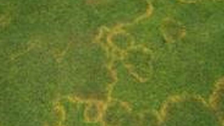 Waitea Patch