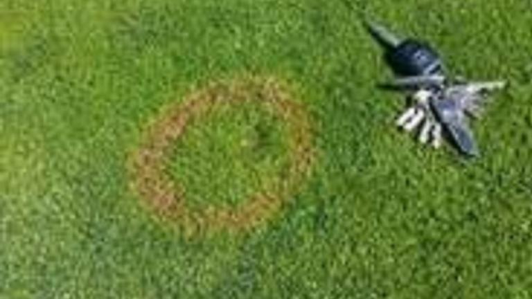 Waitea Patch