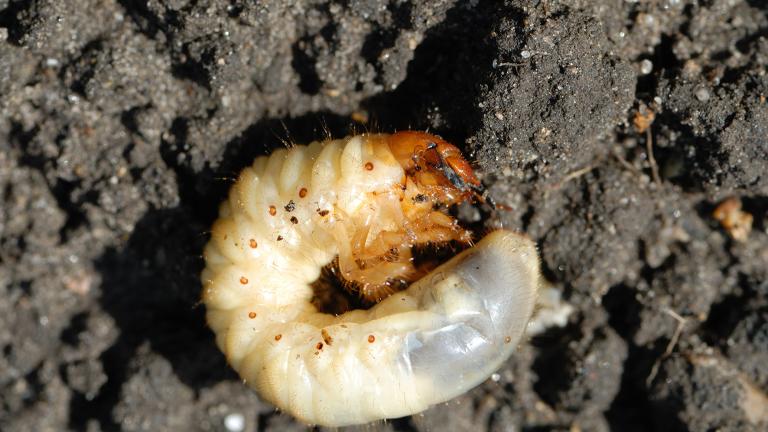 White grub