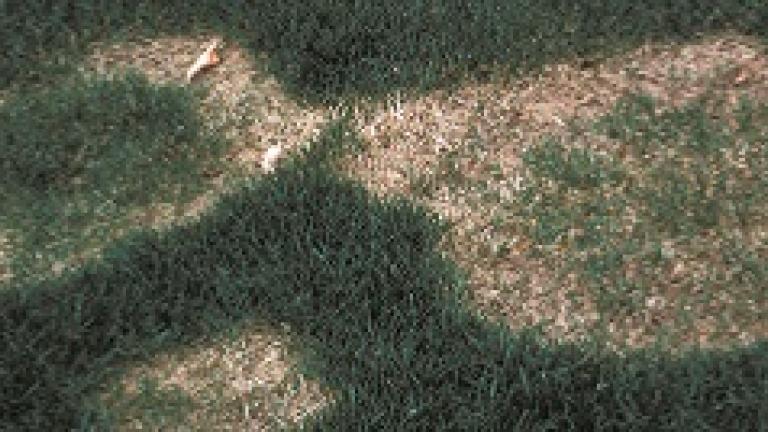 Necrotic Ring Spot