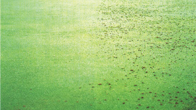 Rove Beetle Damage on Green